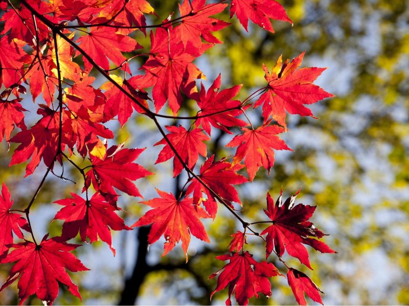 3-Activities-To-Do-In-Vancouver-This-Fall